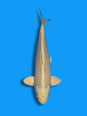 Mukashi Ogon | Koi&Co.